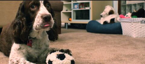 10 Best Toys For Dogs With No Teeth (Or Few Teeth) And Senior Dogs