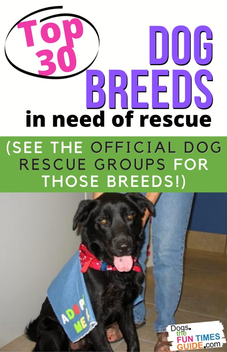 Top 30 Dog Breeds In Need Of Rescue + Dog Rescue Groups For Those Breeds The First Time Dog