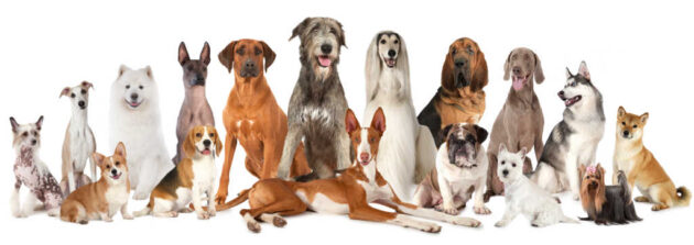 Most of these (but not all) are included on the Top Hypoallergenic Dogs list - See which ones!