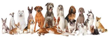 which of the following is a breed of dogs