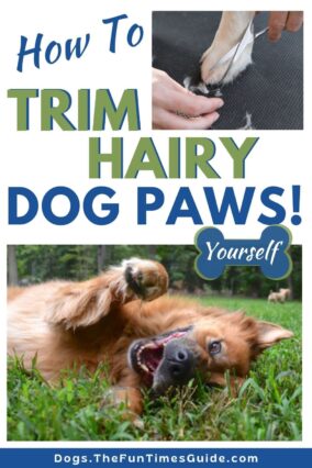 Do you trim your pet's hairy dog paws or not? Yes, you should. Here's why... and how to do it yourself. 
