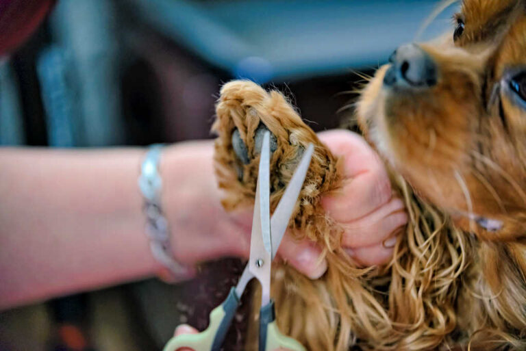 Hairy Dog Paws How To Trim Furry Dog Paws & Prevent Hairy Paw Problems