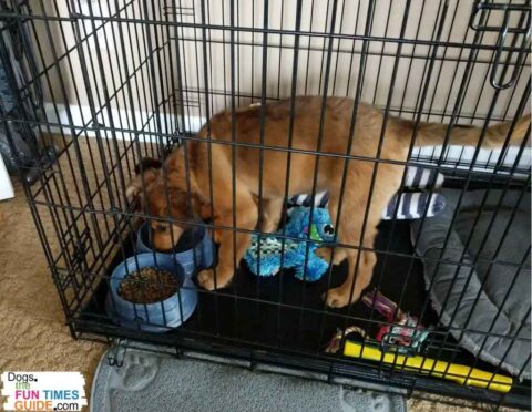 two-dogs-crate-training two-dogs-crate-training