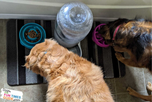 My two dogs eating from their separate dog food bowls - with a gravity-fed water bowl between them.