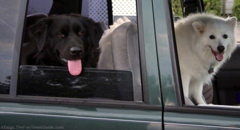 two-dogs-in-jeep-grand-cherokee.jpg