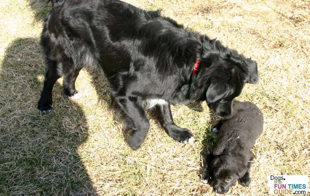 Do Dogs Feel Jealous? Yes! How To Stop Dog Jealousy And Aggression