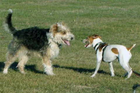 two-dogs-meeting-photo-by-velcrodobes-jpg.webp