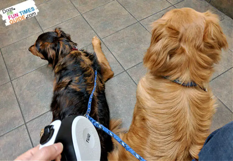 Here I'm using 2 EzyDog Cujo dog leash extensions on the end of a "regular" retractable leash.