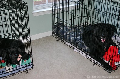 two-dogs-two-kennels.jpg