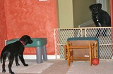 Here, the baby gate is being used to separate two dogs temporarily.