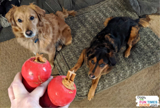 My two dogs with their separate Kong toys (stuffed with goodies).