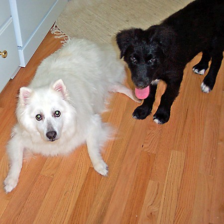 Jersey and Destin in a rare quiet moment together.