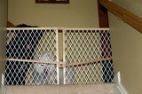 Two dogs peering through the baby gate at the top of the stairs.