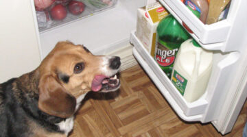 unsafe-human-foods-for-dogs