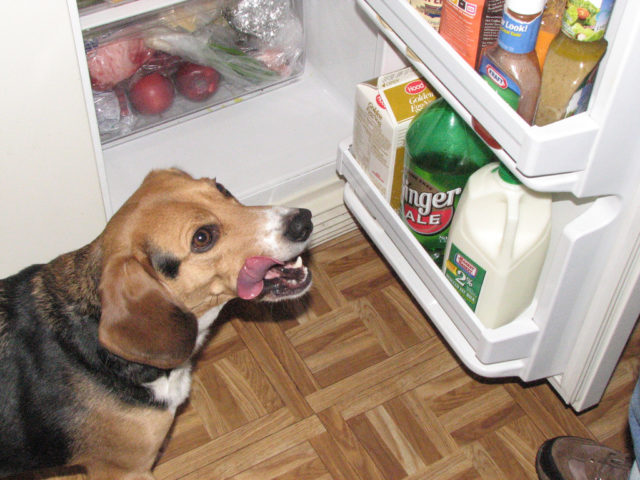 unsafe-human-foods-for-dogs