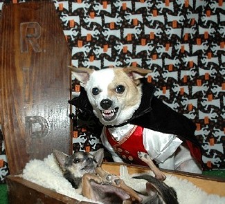vampire-dog-costume.jpg