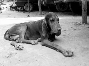 A very old hound dog. 