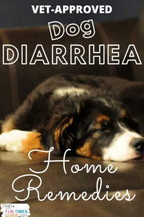 Easy Dog Diarrhea Home Remedy From My Veterinarian That Works! | First ...