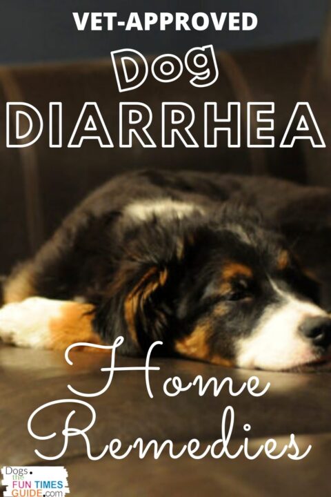 Vet approved dog diarrhea home treatment... that works!