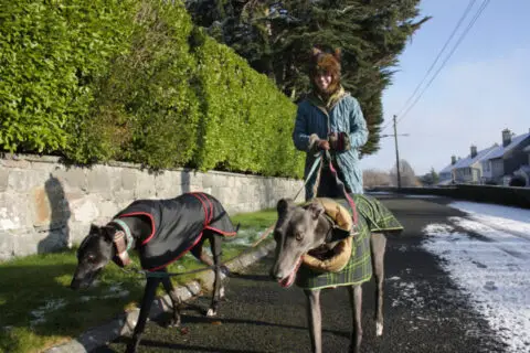 walking-greyhound-dogs
