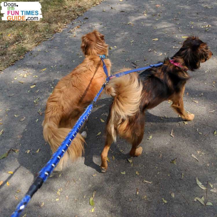 Walking my two 50-lb dogs on an EzyDog leash, along with another leash splitter I have. photo by Lynnette at TheFunTimesGuide.com Walking my two 50-lb dogs on an EzyDog leash, along with another leash splitter I have.