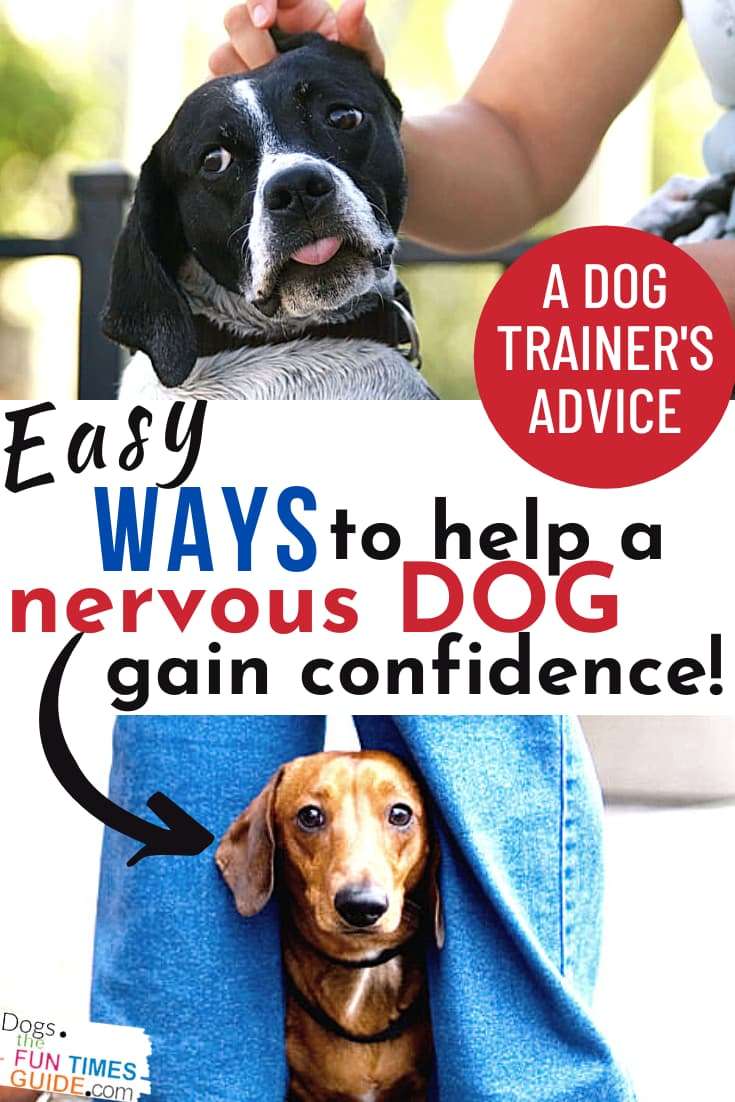 A Dog Trainer’s Advice For Helping A Scared Dog In Public & Making A