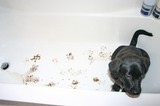 Wet dog with muddy paws in the bathtub... not looking forward to this impromptu bath!