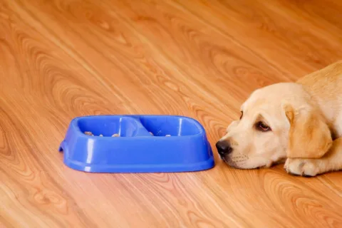 See what to do if your dog resists switching dog food.