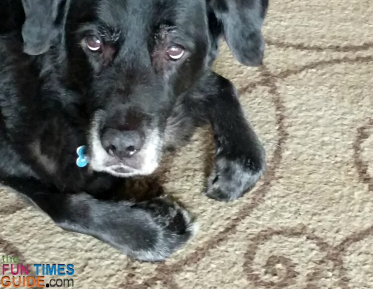 How To Tell When It's Time To Euthanize Your Dog (Quality Of Life