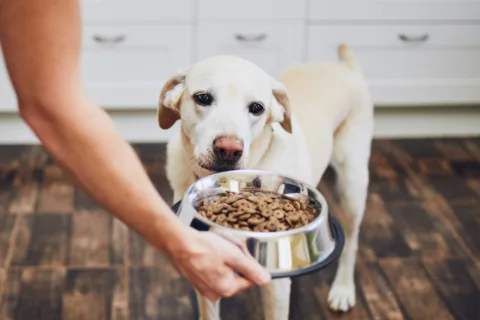 Here are the steps you should follow to transition your dog from puppy food to adult dog food.