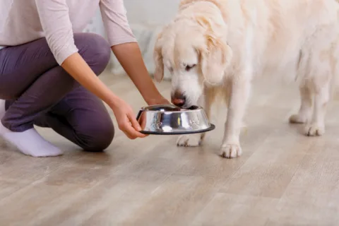 These are the steps you should follow to transition your dog from adult food to senior dog food.