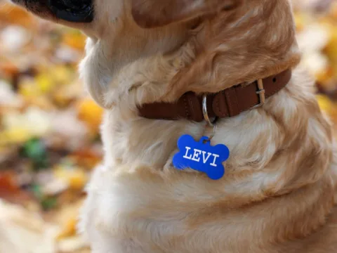 Every dog should wear identifying information on a dog tag that's attached to their collar -- when you're at home AND when you're traveling.