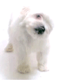 white-dog-standing-licking.gif