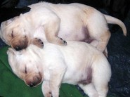 white-lab-pups-sleeping3-wks.jpg