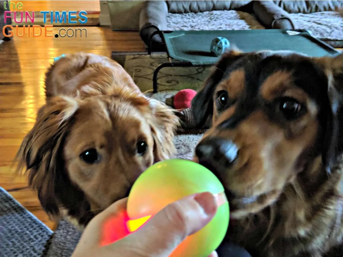 From the first day I gave my dogs the Wicked Ball, this is how they act every time I take the ball out of the drawer for them to play with it... they can't wait! 