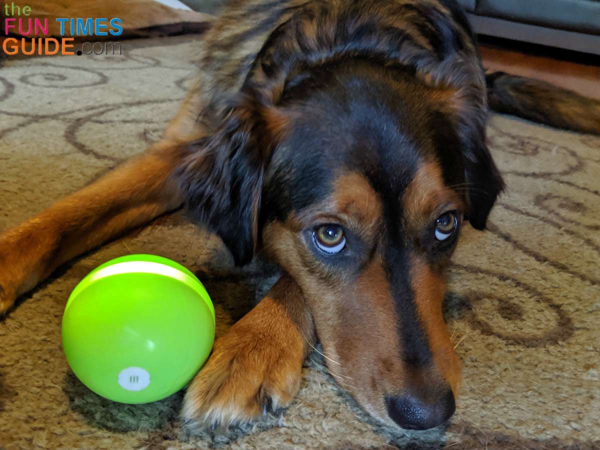 My dog loves her Wicked Ball - she'll share with her brother when she has to, but she prefers to keep the ball all to herself! 