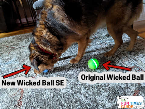 As you can see, my 50lb dog can easily put the entire Wicked Ball SE into her mouth. The original Wicked Ball is too large for her to put in her mouth -- so there is no choking hazard.