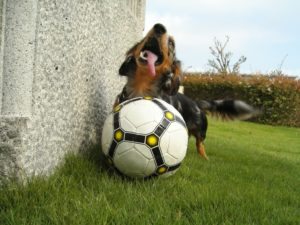 dotson dog soccer bll