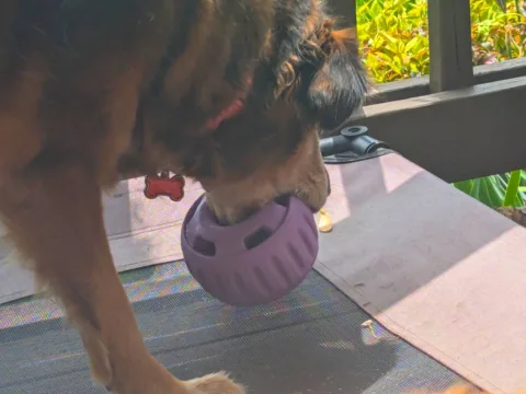 While my dog can fit her lower jaw into the Large hole of a WOOF Pupsicle -- it's how she carries the toy around. It does not get "stuck" there, nor does she panic. I only give her the XL size when she is closely being supervised. photo by Lynnette at TheFunTimesGuide.com While my dog can fit her lower jaw into the Large hole of a WOOF Pupsicle -- it's how she carries the toy around. It does not get "stuck" there, nor does she panic. I only give her the XL size when she is closely being supervised.