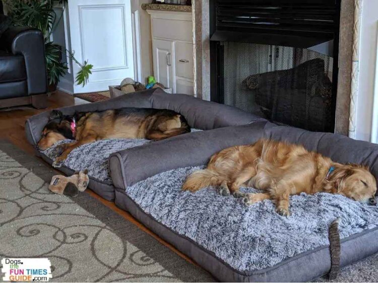 How To Prevent Littermate Syndrome When Raising Two Puppies First