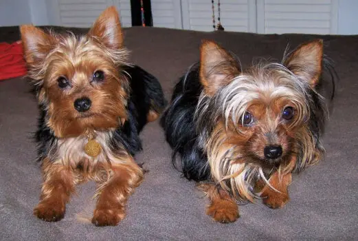 The Yorkshire Terrier is one of the top 19 Hypoallergenic dog breeds for people with pet allergies.