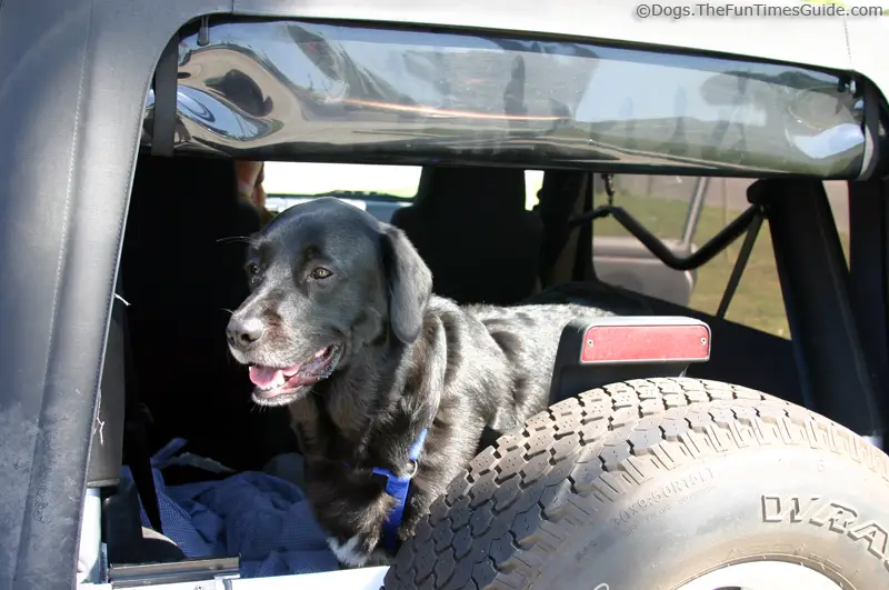 dog harness for jeep
