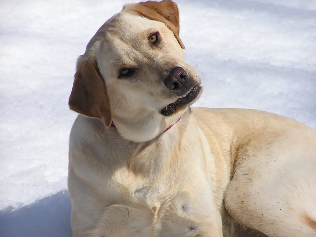 Посоветуй собаку. Самка собаки. Huh Dog.