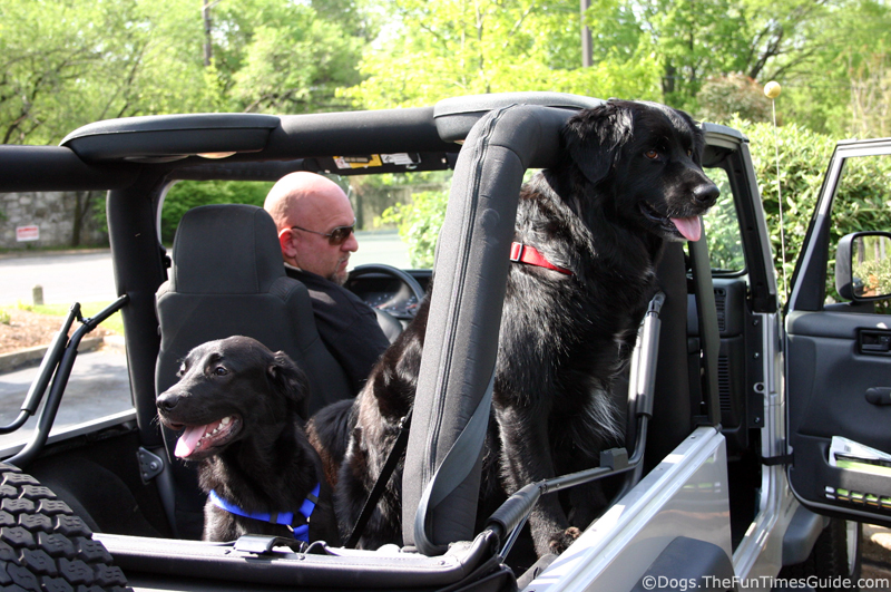 Jeep dogs #4